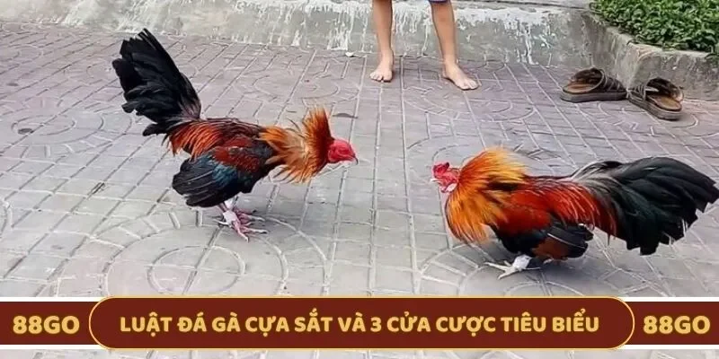 Quy tắc đá gà và 3 cửa cược tiêu biểu